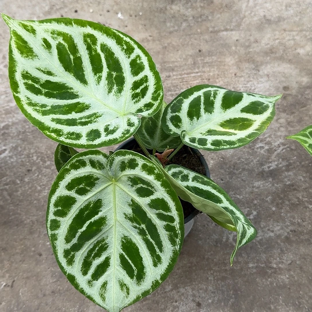 隔***子完全开放Ｒ113铜锣烧