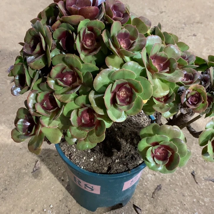 804洛神多肉植物特价