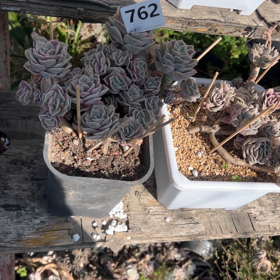 新*762可爱玫瑰可爱