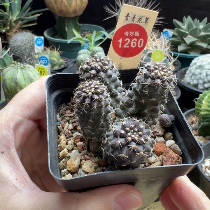 实生鱼鳞丸群一棵仙人球