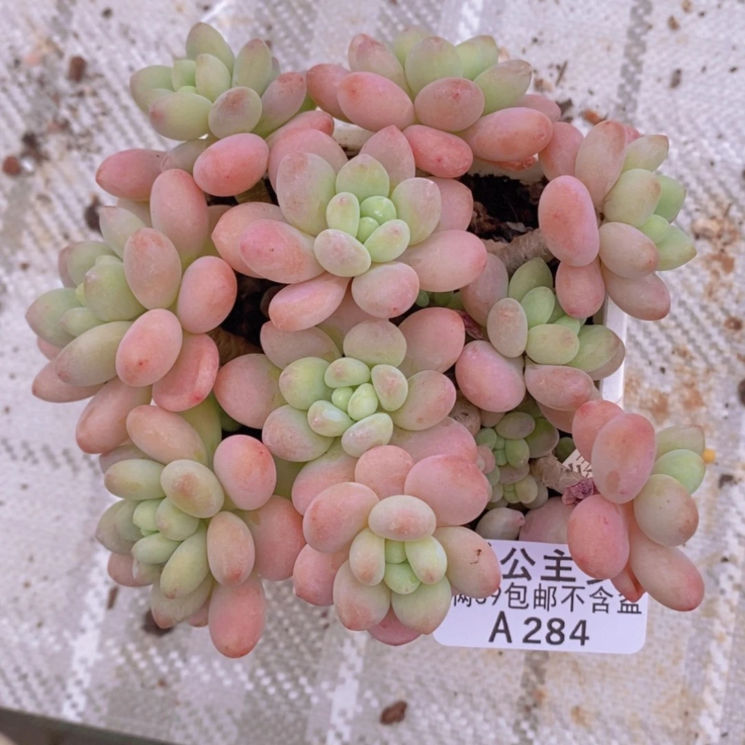 达芙妮11cm284多肉植物