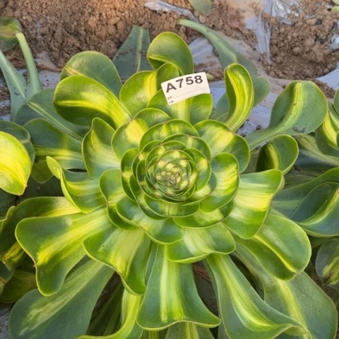 多肉植物暴君单头