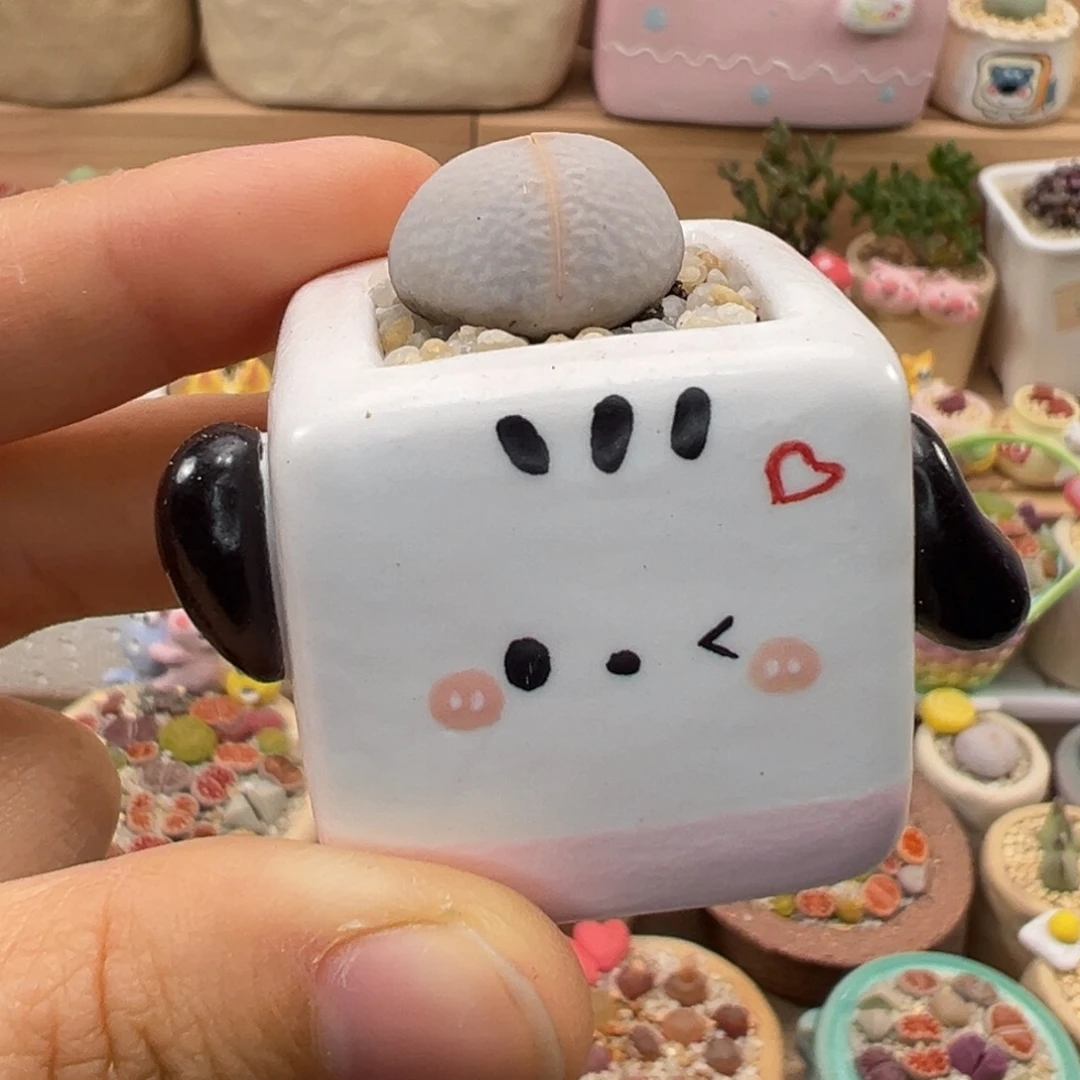 多肉植物87号高尔夫