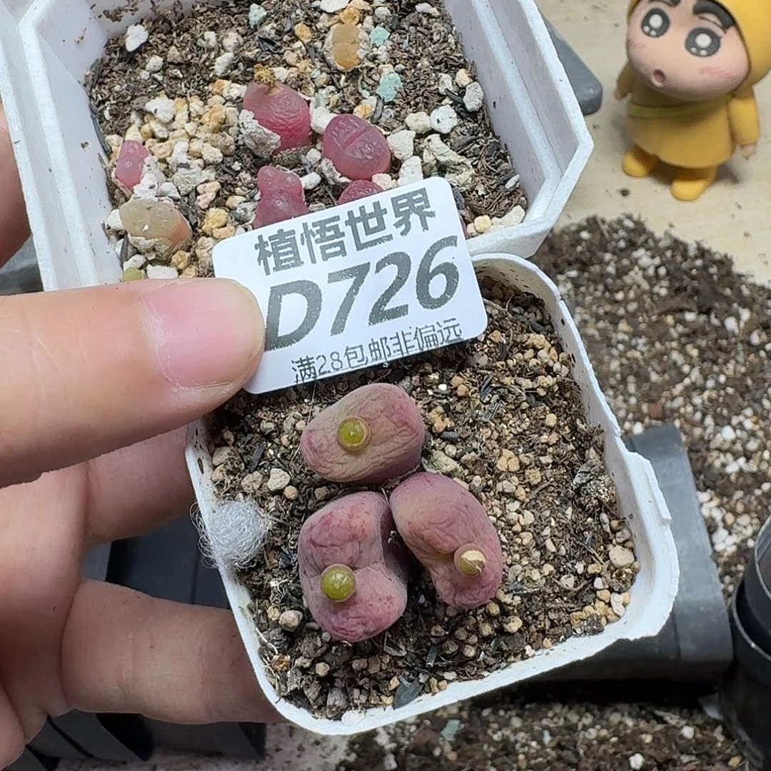 多肉植物的嘴dgvv