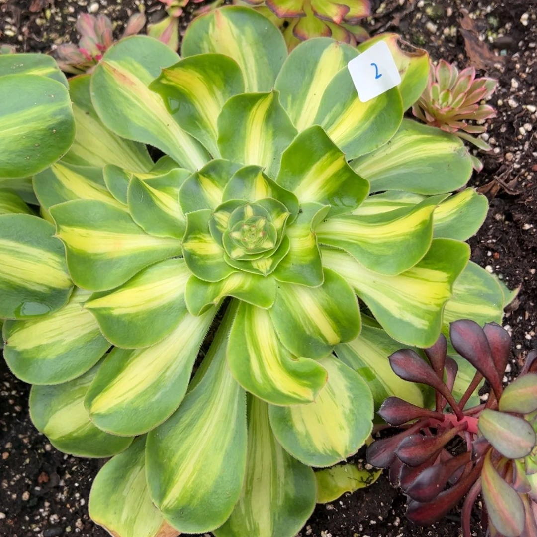 2暴君duorouxixixixi