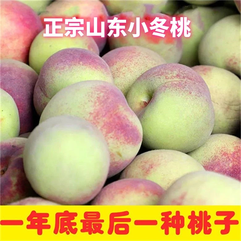 山东正宗小冬桃青皮脆桃新鲜现摘应季水果硬脆甜新鲜水果产地直发