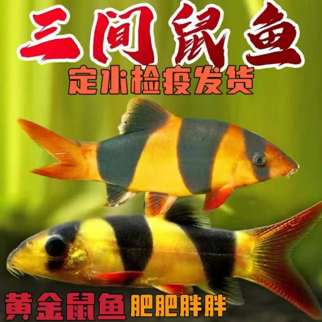 三间鼠工具鱼 能吃能睡 观赏性强