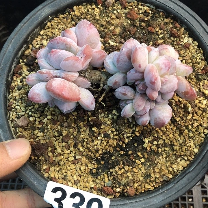 星影石榴籽福利出咯 339