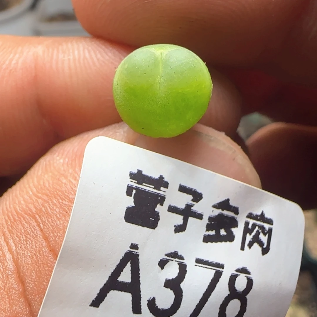 拉登0.9。