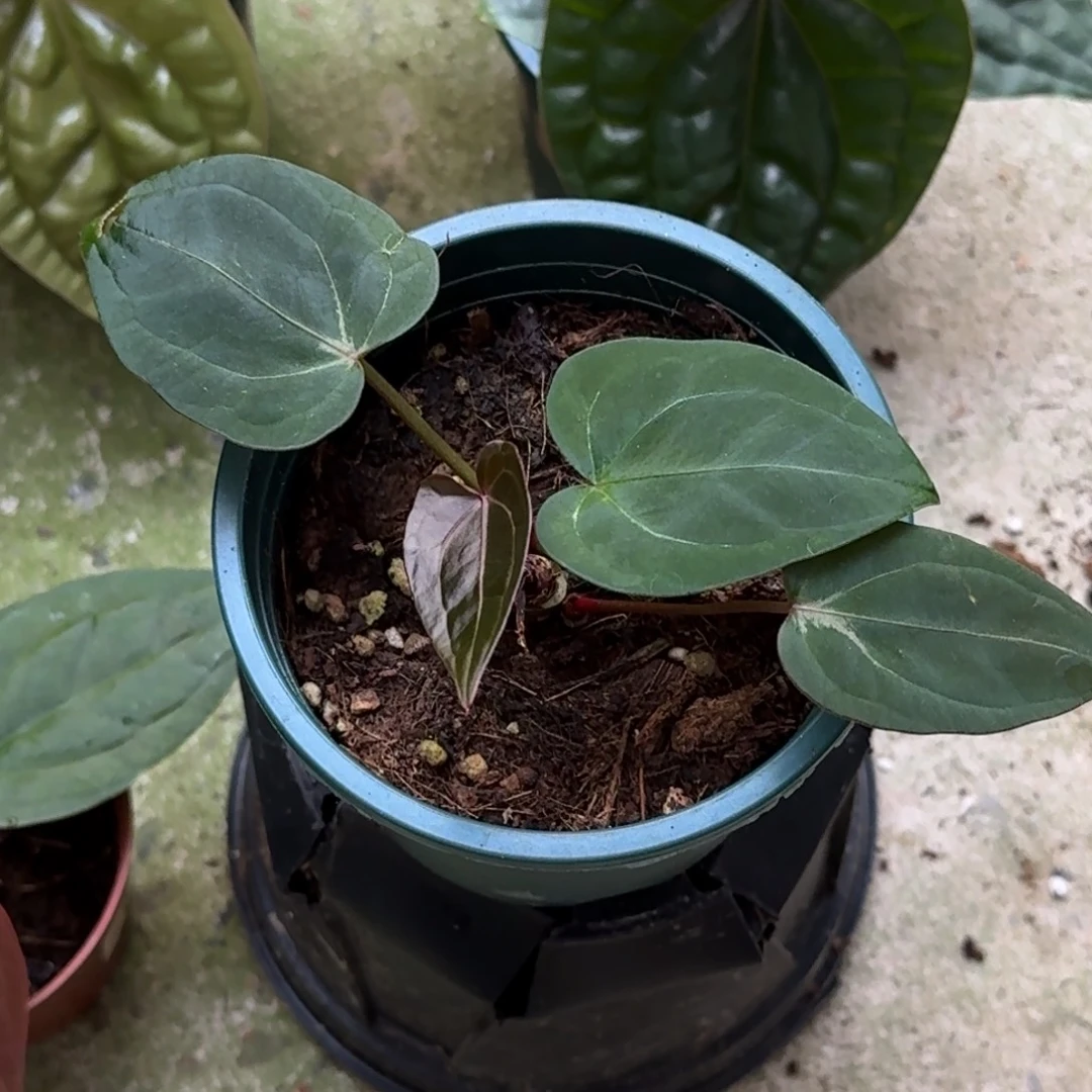 无花朵红水晶杂bvep