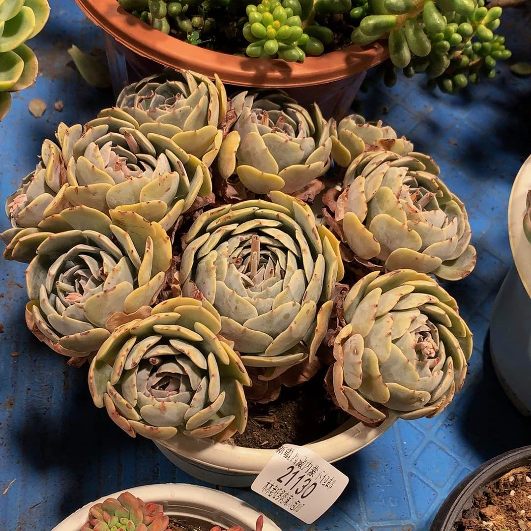 六***?天赐21130多肉