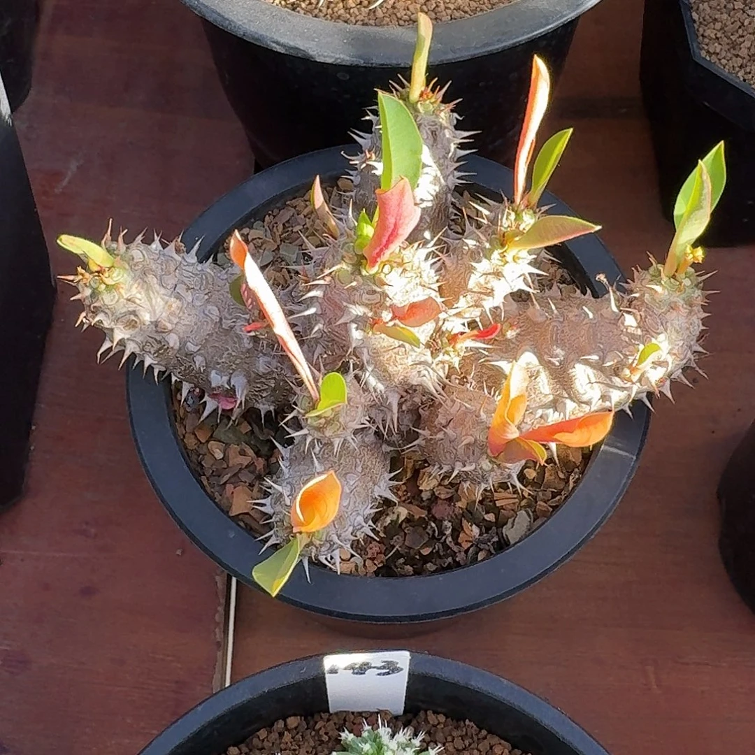 美花念珠大戟1234