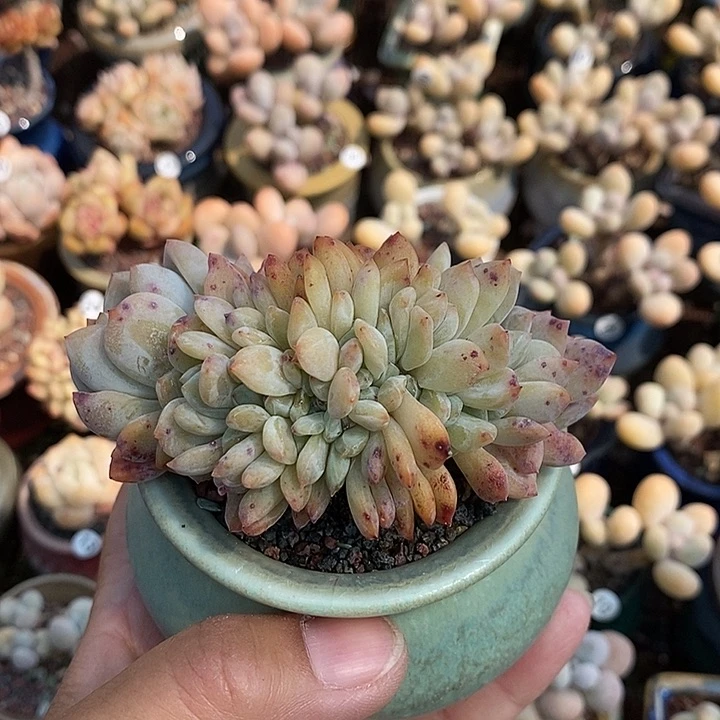 Z****、一物一拍无盆无土