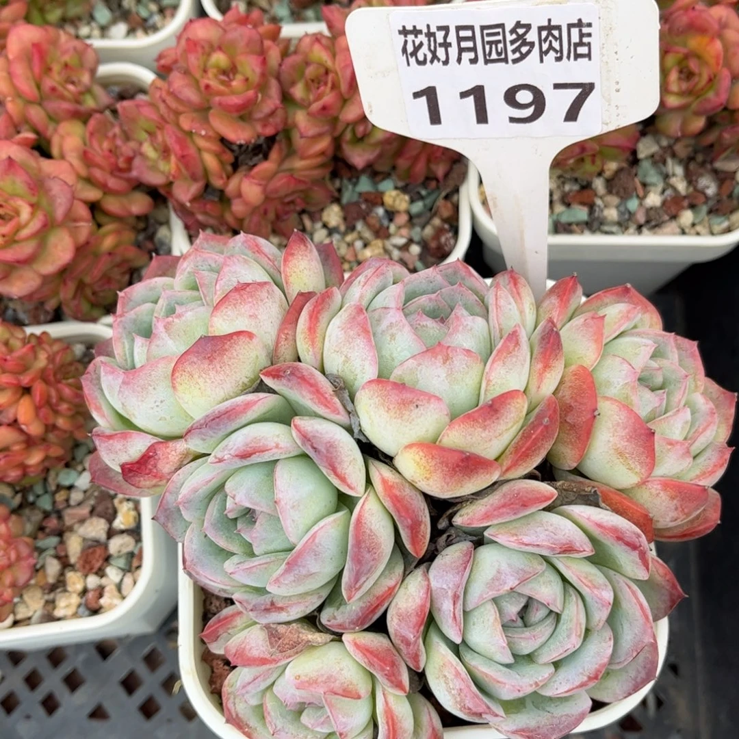 多肉植物1197 满30包邮