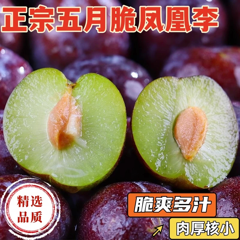 正宗四川五月脆凤凰李皮薄肉厚脆爽多汁新鲜采摘果园直采孕妇水果