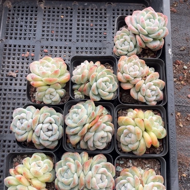 冰玉多肉七方盆一组10个4号