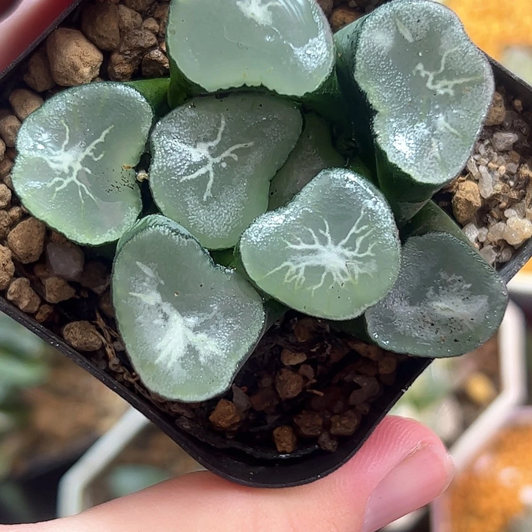 望乡十二卷多肉植物