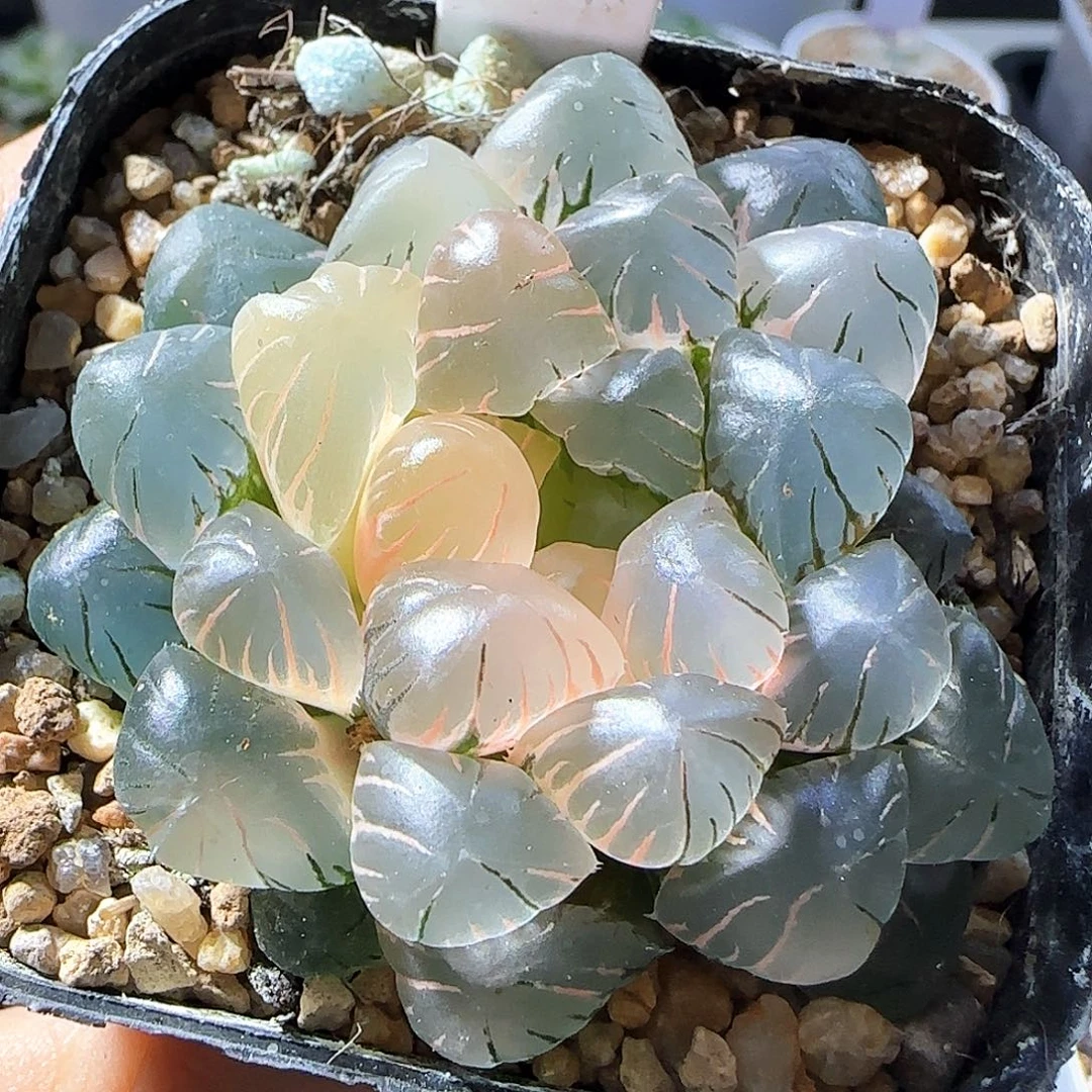 039号大窗冰灯玉露锦一物一拍带盆土