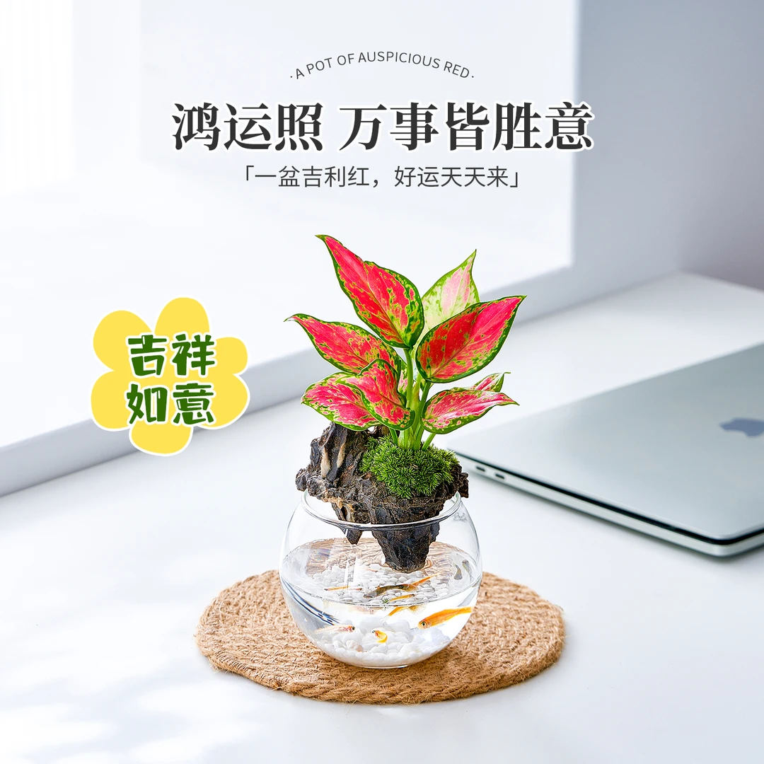 微景观生态缸造景植物摆件办公室内桌面文竹小盆栽吉利红花卉绿植