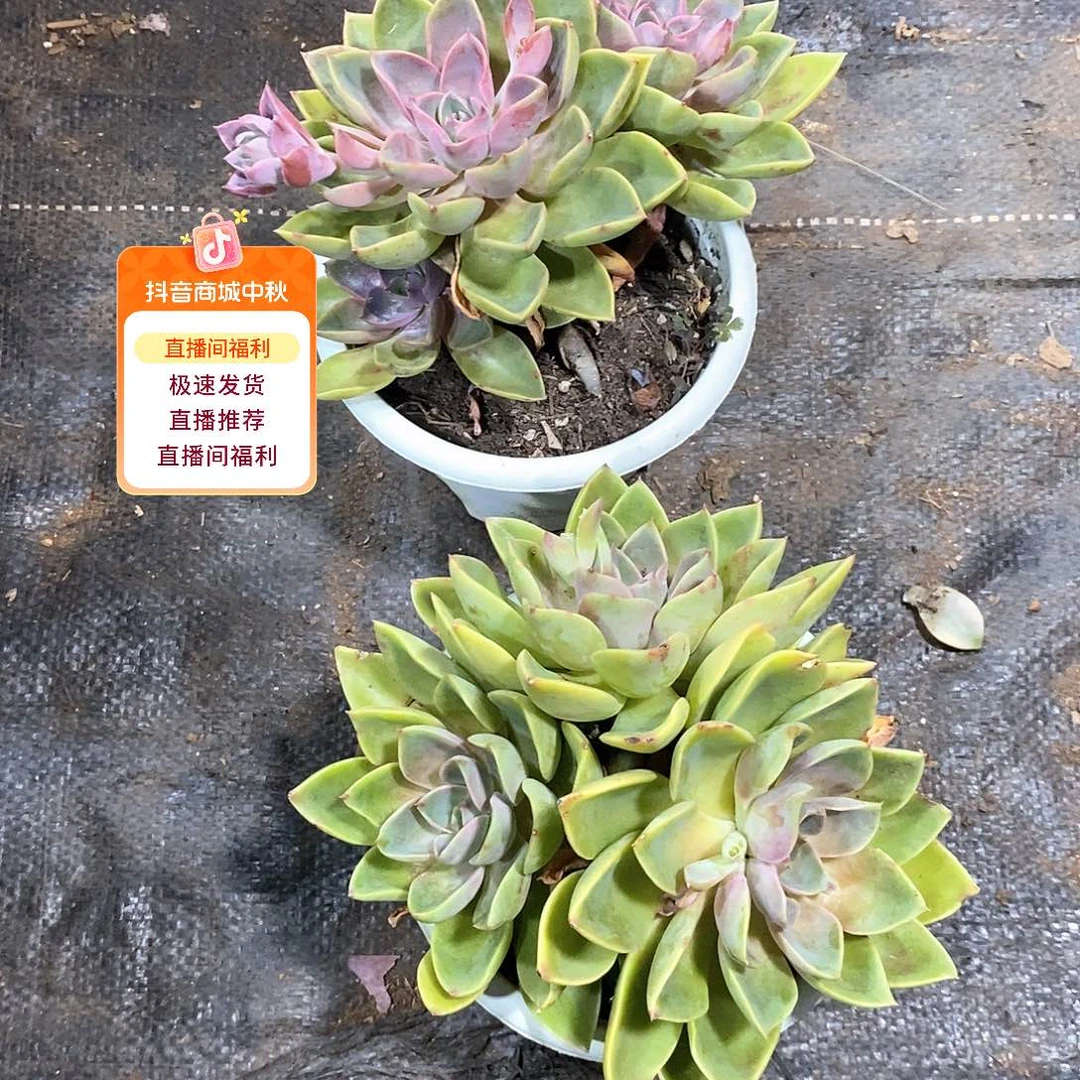 独***欢紫气东来2盆多肉植物脱土发