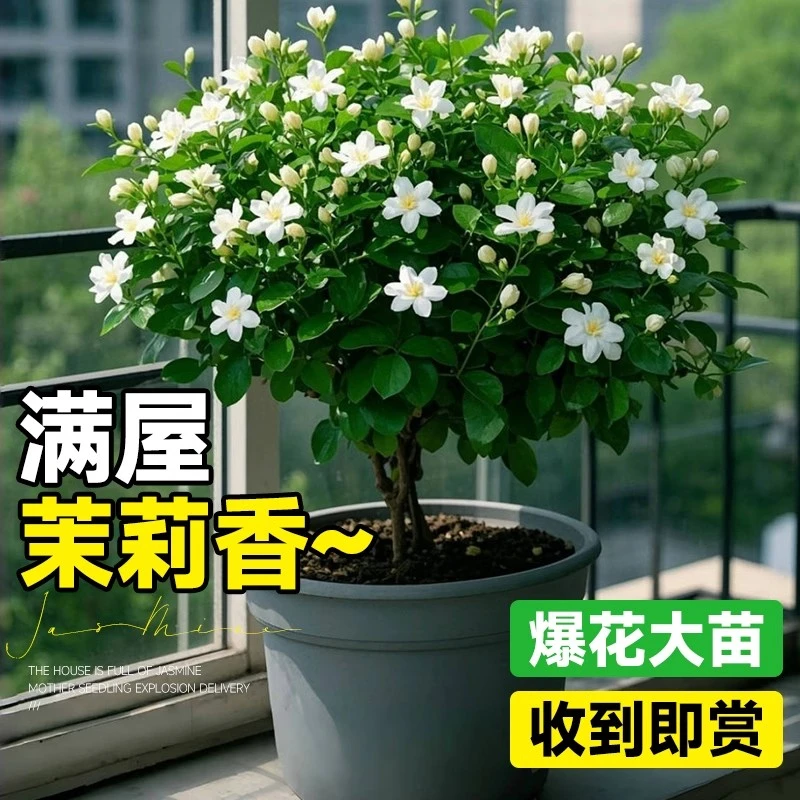 重辨笔尖茉莉花浓香型庭院办公室花卉盆栽