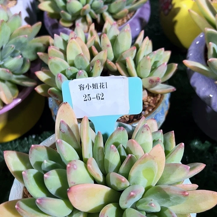 28.62海洋之歌一个多肉