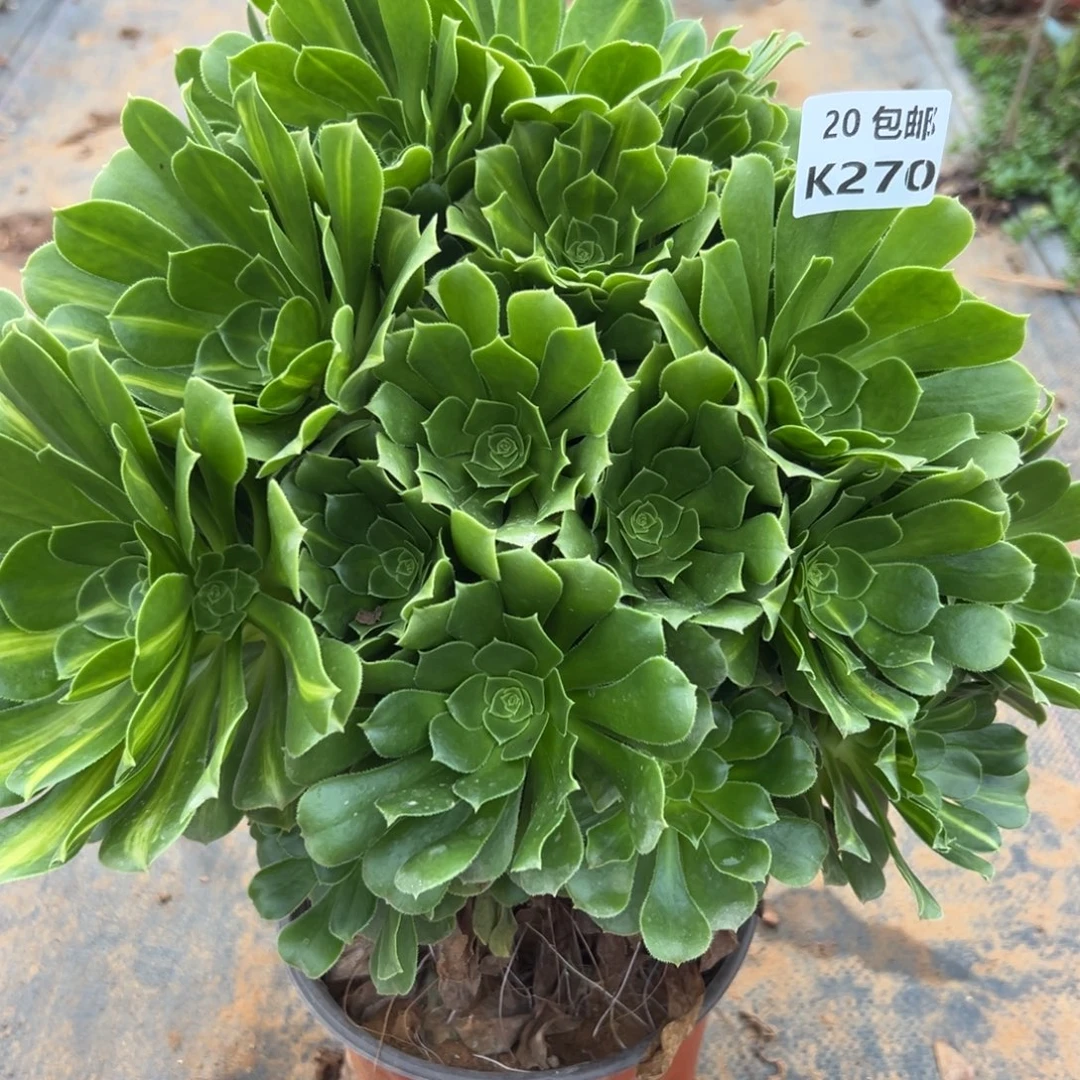 270绿杨蓉，满20包邮