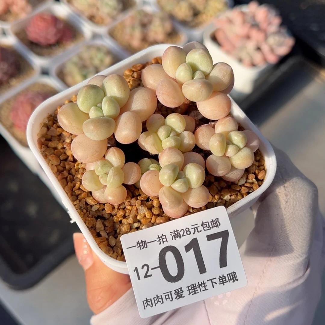 萤火虫奶多肉多多肉多肉