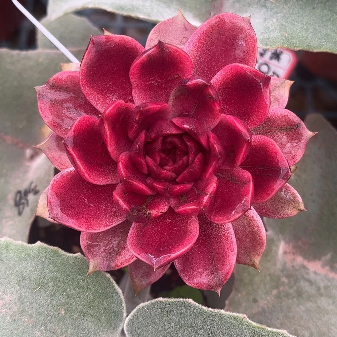 紫荆城锦 婕宝一物一拍