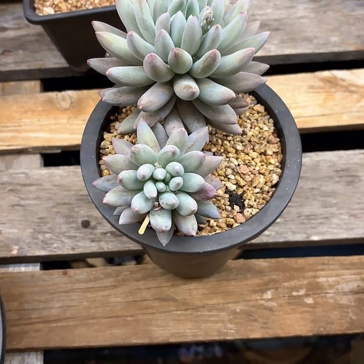 多肉植物，所罗门