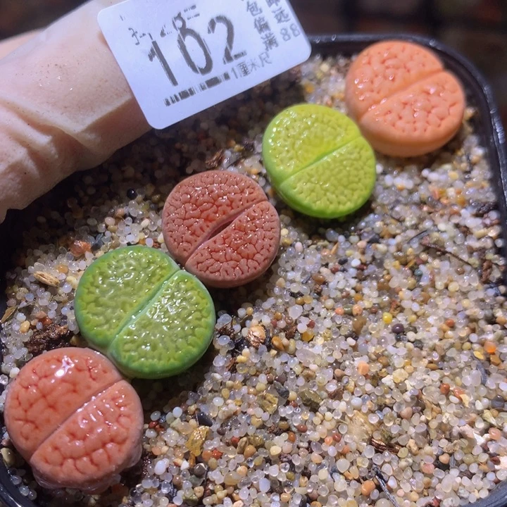 精品生石花28.102