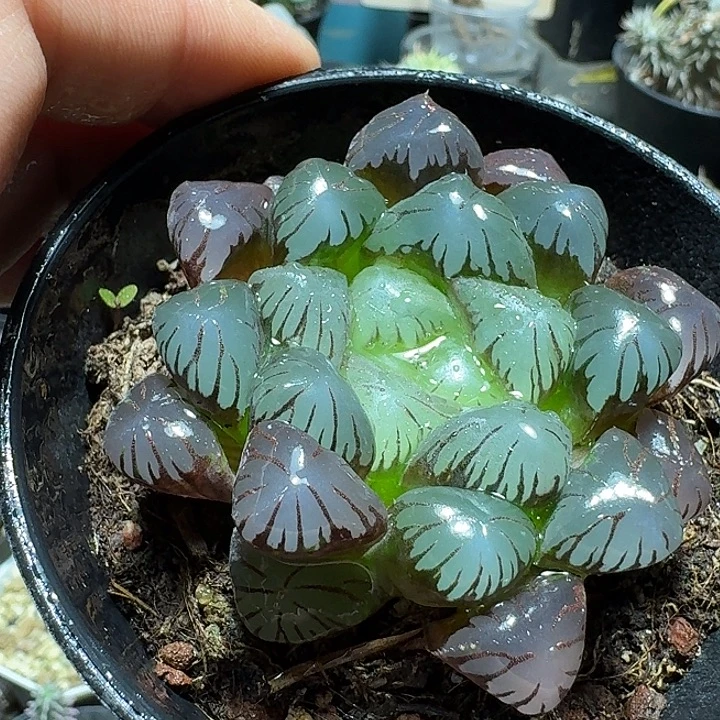 655冰灯玉露带盆发货