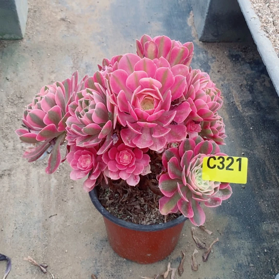 粉女巫多肉法师321