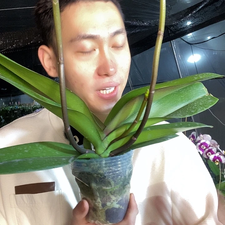 无花朵唯美蝴蝶兰