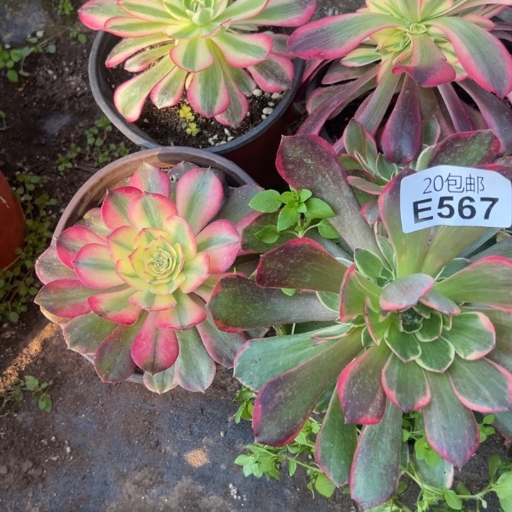 多肉植物567不售后