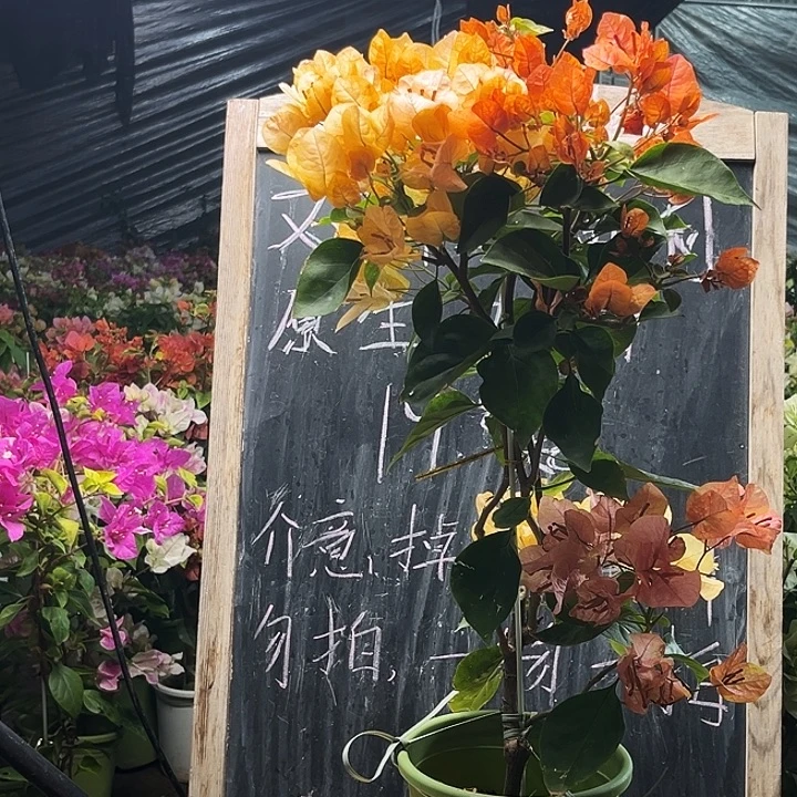 完全开放三角梅啊达娜