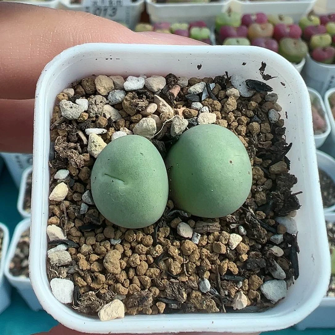 019鸽子蛋双头带盆土发货