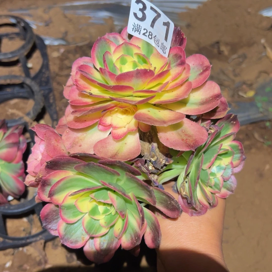 多肉植物371无售后