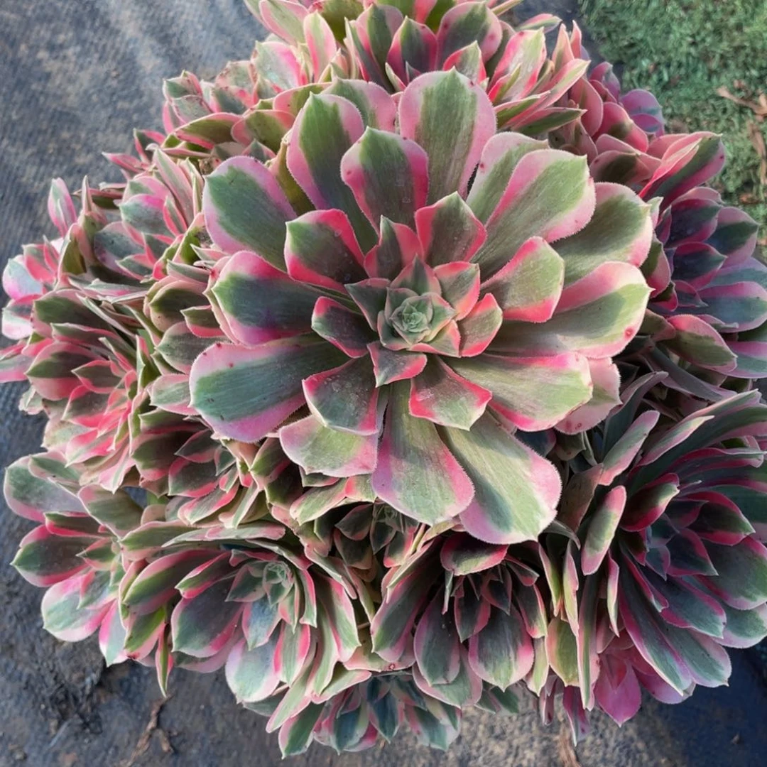 911初恋粉玫瑰精品法师老桩