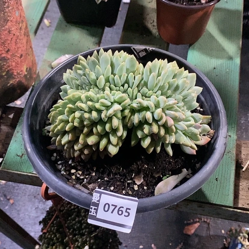 【闪购商品】爱丽儿缀0765