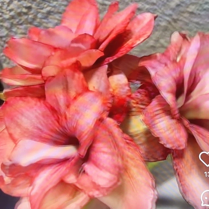 幻影侧芽一堆4个福利