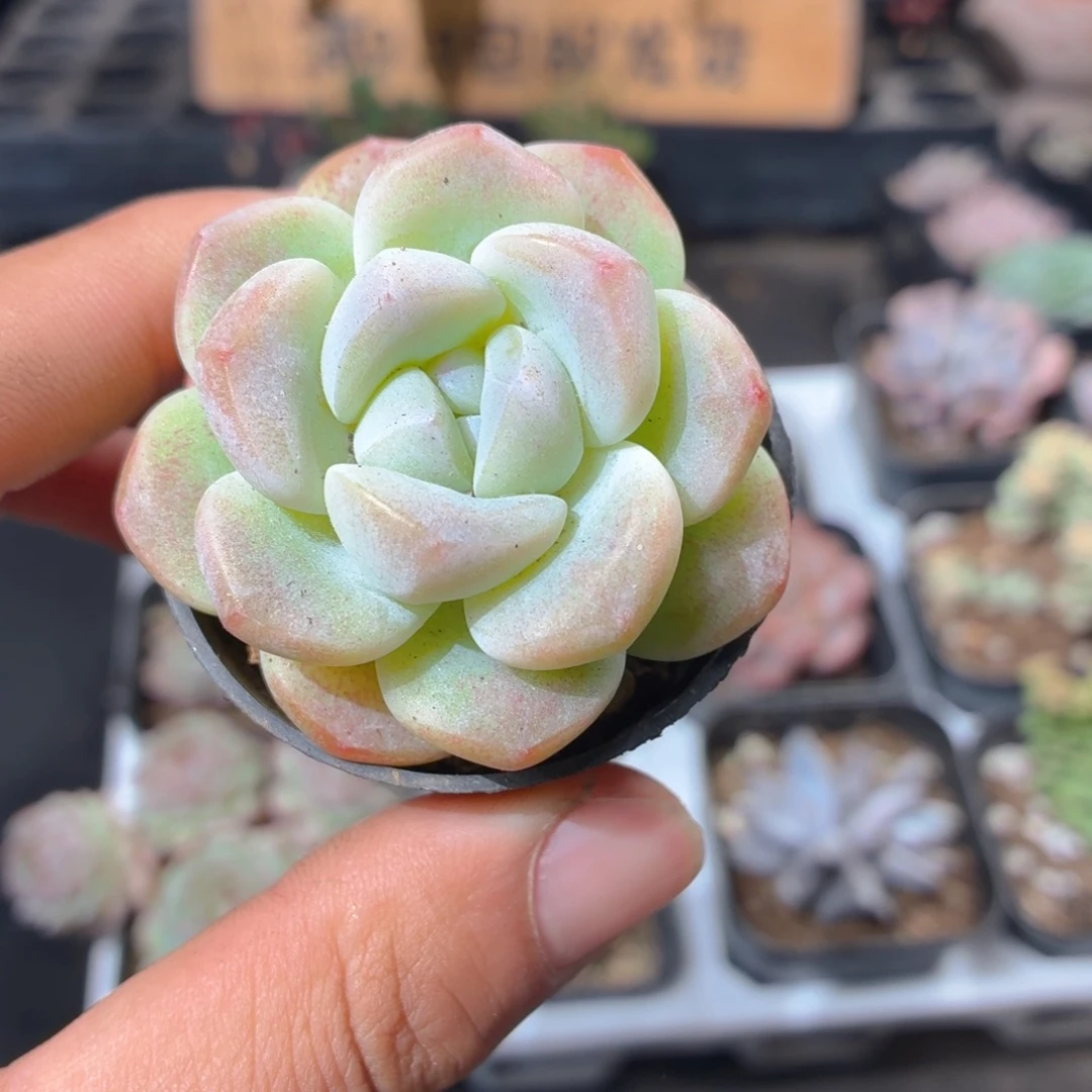 冰玉多肉9.9包邮发货