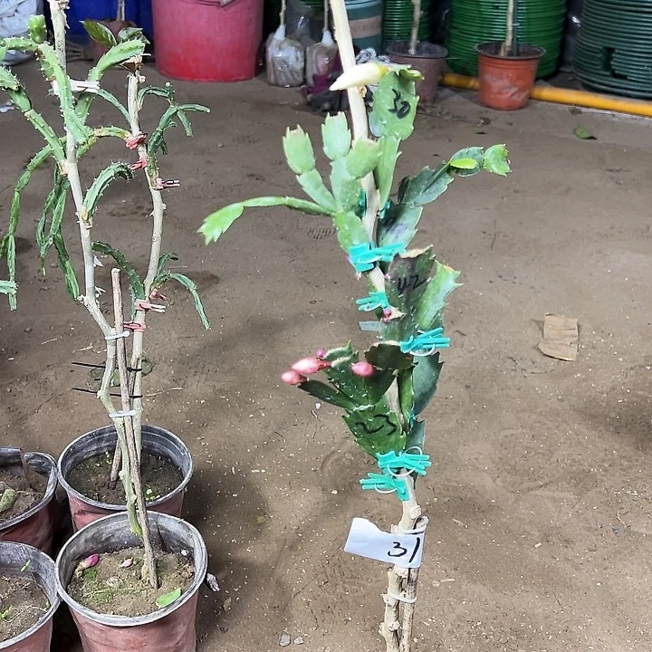 叶仙嫁接一层七色一颗编号31