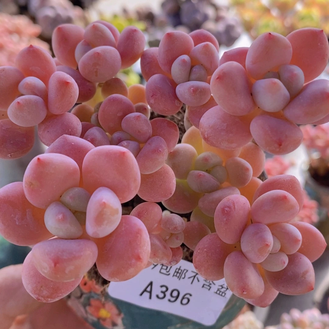 樱花洛神9cm396多肉植物