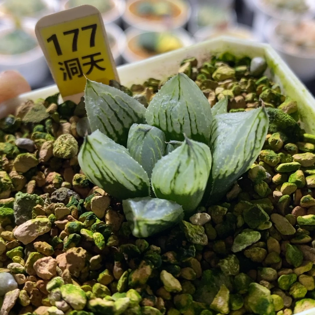 177号冰淇淋多肉植物