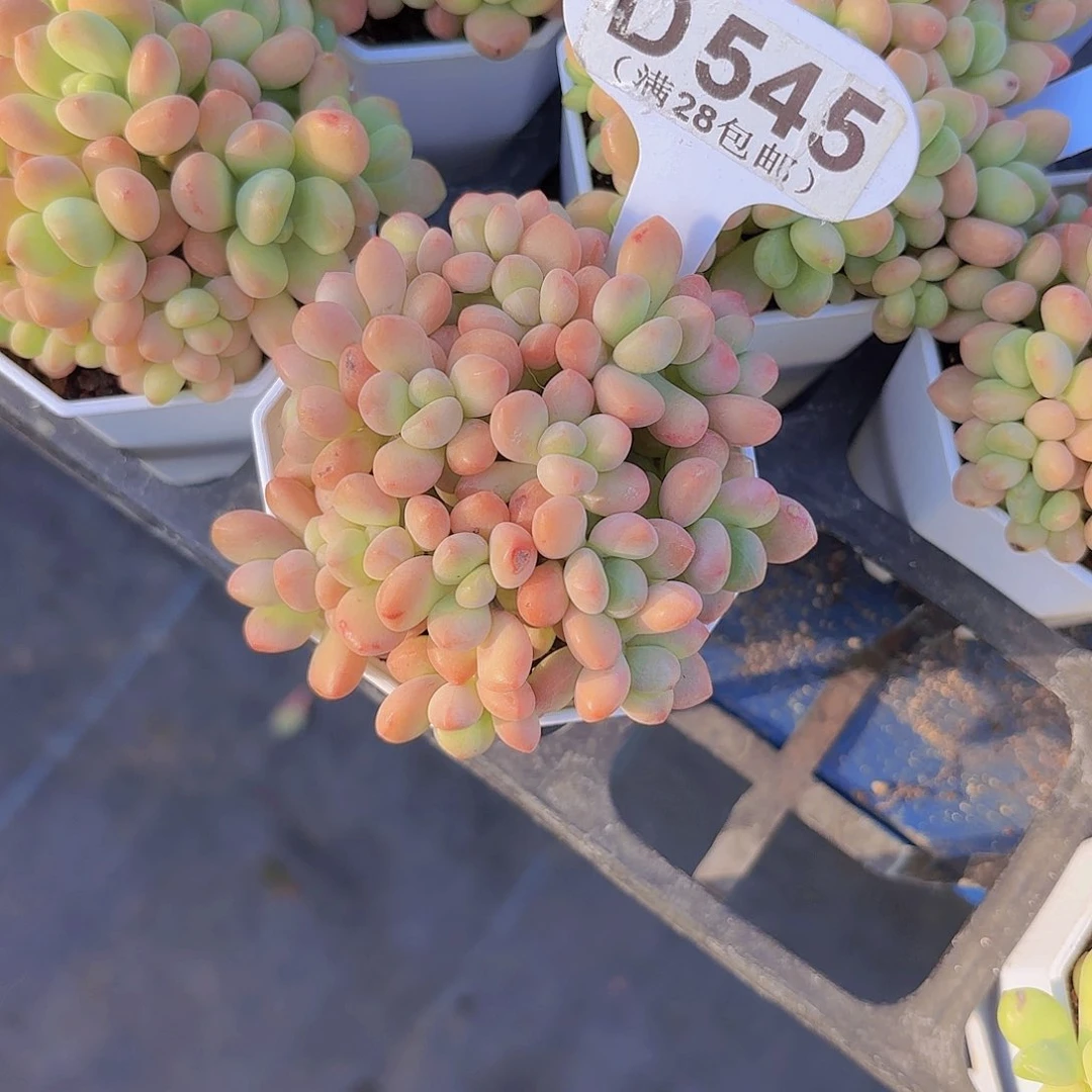 一****?D545QQ糖一物一拍