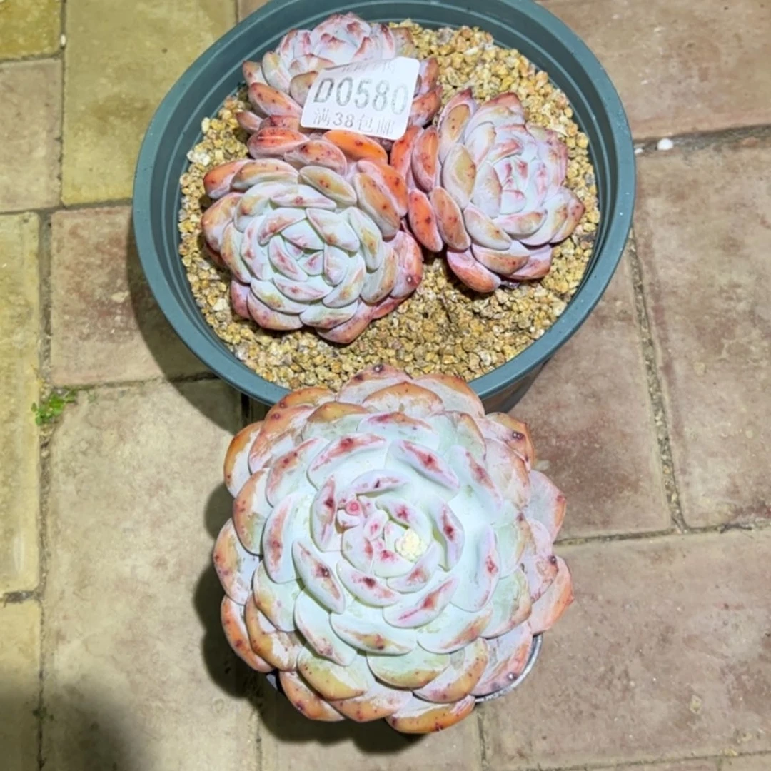 【闪购商品】580成梦露多肉