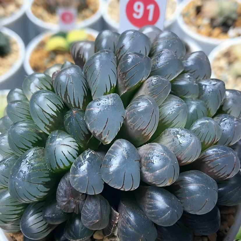 【闪购商品】冰灯91