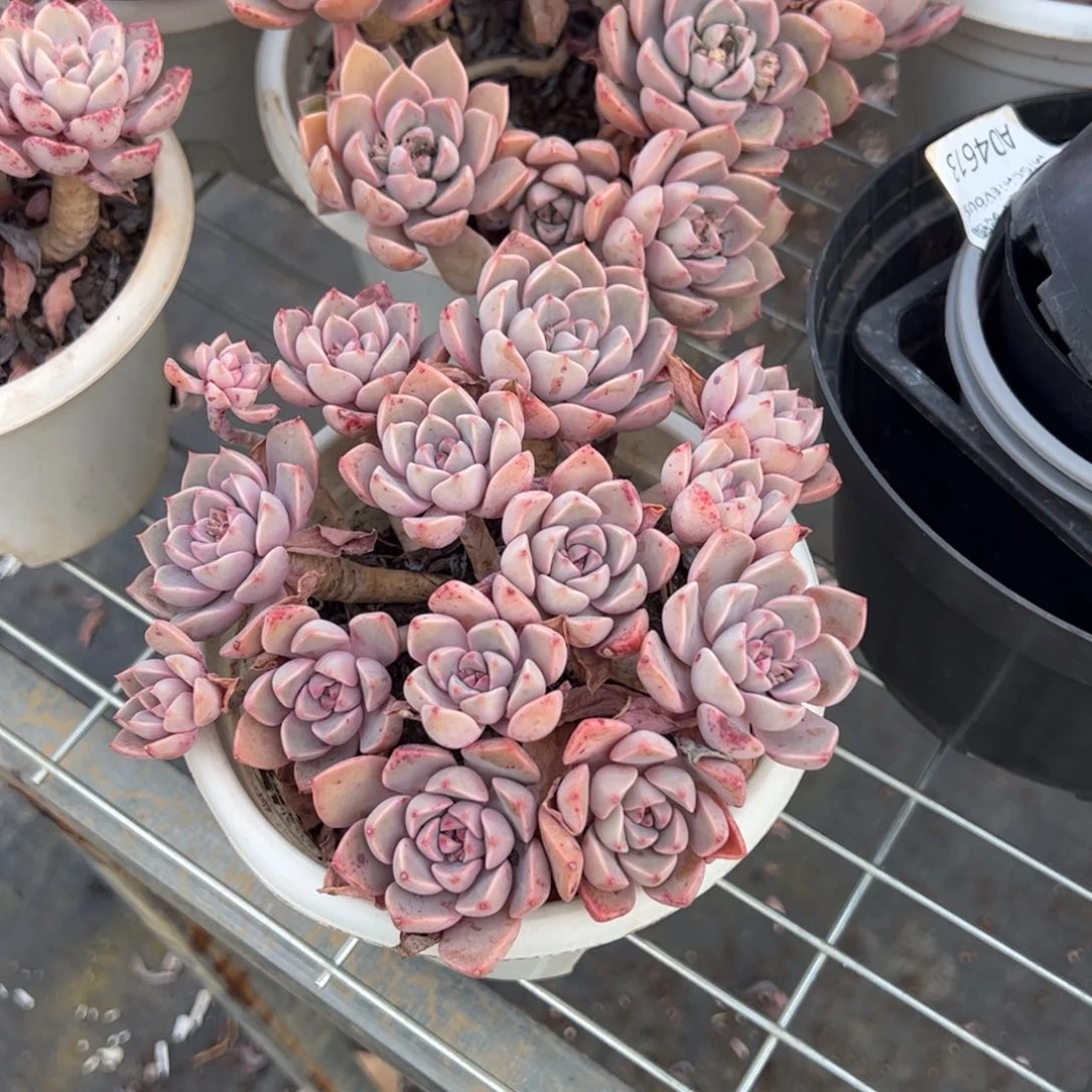 红粉佳人多肉植物