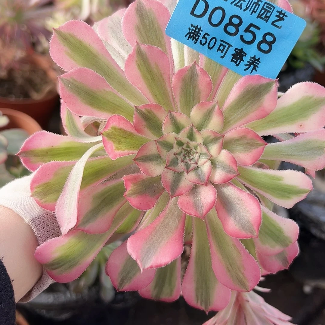 多肉植物多肉植物858